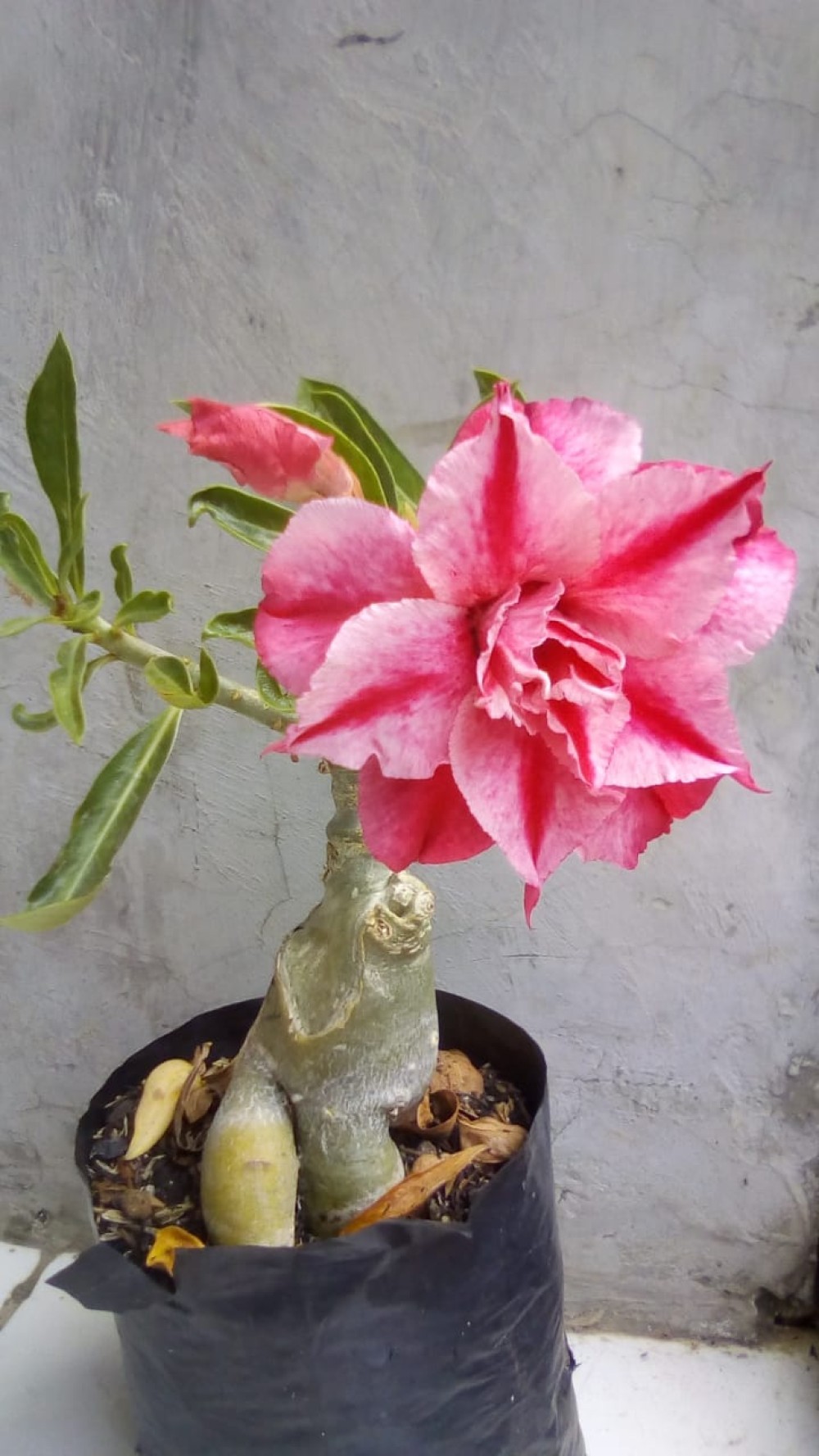  Tanaman  Hias  Adenium  Size B